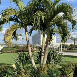 Christmas palm in Orlando