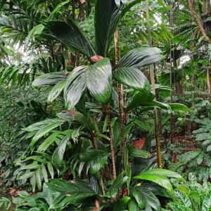 David Parker Calyptrocalyx pauciflorus