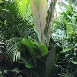 Pierre Olivier Albano Sclerosperma profizianum