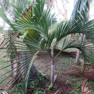 Pierre Olivier Albano Chambeyronia Piersoniorum