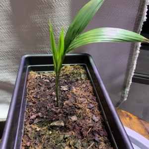 Christmas Palm seedling