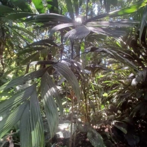 David Parker Areca guppyana