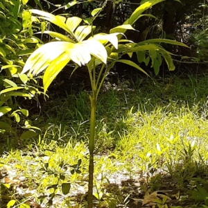 Bill Chang Areca hutchinsoniana