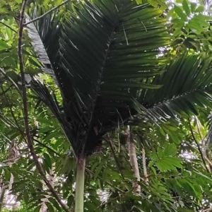 David Parker Areca macrocalyx green