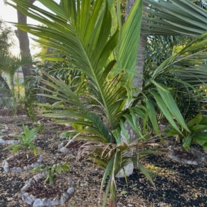Erich Unruh Areca macrocalyx var. marie