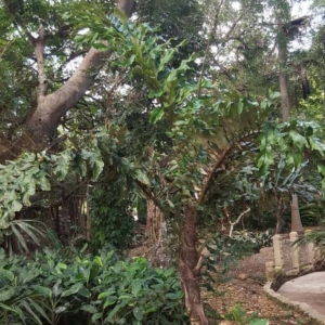 David Parker Arenga undulatifolia