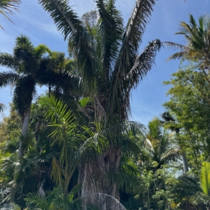 Rare Palm Ranch Attalea cohune