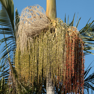 Archontophoenix cunninghamiana