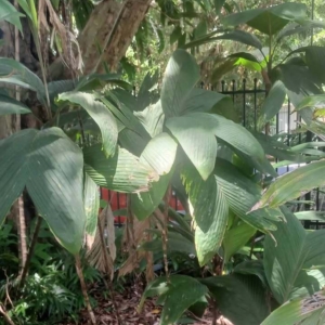 David Parker Bactris obovata