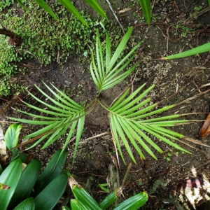 Basselinia velutina zone 10b coastal San Diego