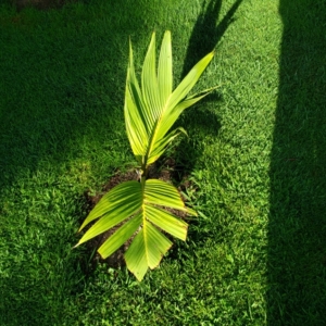 Bentinckia condapanna