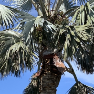 Bonita Springs Bismarckia nobilis fruit