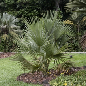 Borassus madagascariensis