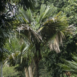 Borassodendron borneense