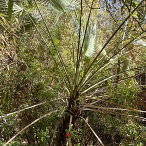 John Palting Brahea aculeata