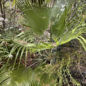 John Palting Brahea calcarea