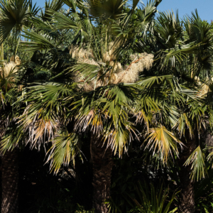 Livistona fulva in Brisbane