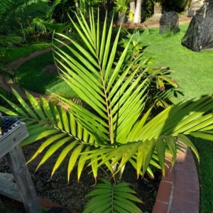 Burretiokentia hapala zone 10b coastal San Diego