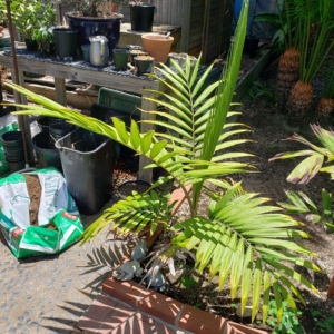 Burretiokentia hapala zone 10b coastal San Diego