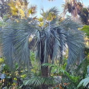 Butia eriospatha