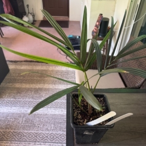 Erich Unruh Cyrtostachys renda 'Theodora Buhler'