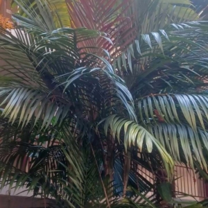David Parker Calyptrocalyx forbesii