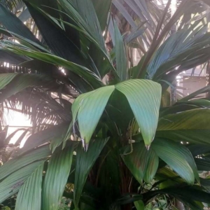 Calyptrocalyx hollrungii David Parker