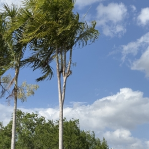 Rare Palm Ranch Carpentaria acuminata with 4 heads