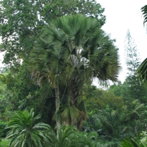 Coryphan utan Singapore Botanical Gardens