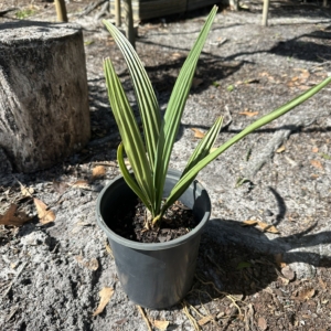Cypress Garden Nursery Sabal causarium 2