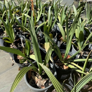 Cypress Garden Nursery Sabal causarium 1