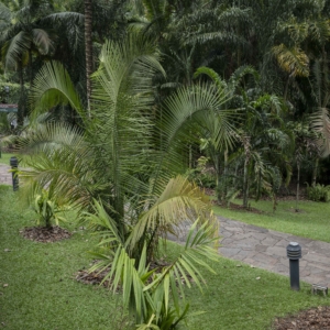 Cyrtostachys bakeri at Singapore Botanic Gardens