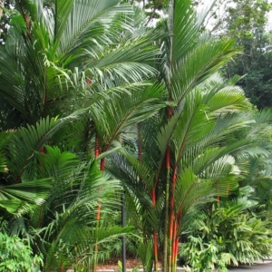 Cyrtostachys renda Singapore Botanical Gardens