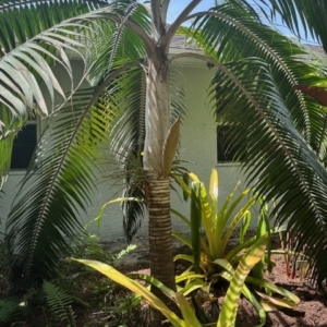 RICK HAWKINS GARDEN