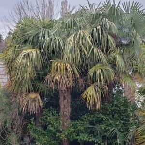 Dave Alvarez Trachycarpus sp nova