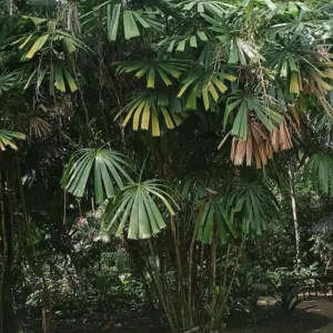 David Parker Licuala spinosa