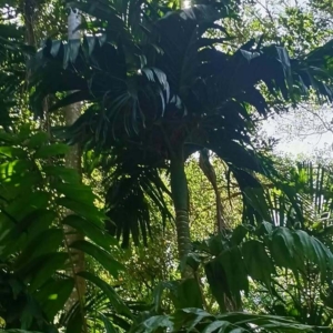 David Parker Areca catechu dwarf