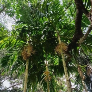 David Parker Areca catechu var alba