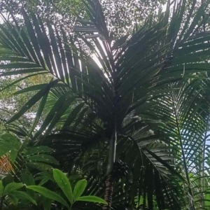 David Parker Areca ipot 2