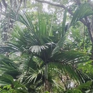 David Parker Areca ipot 1