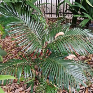 David Parker Areca laoensis