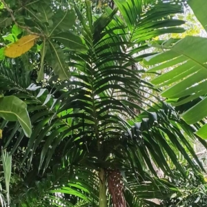 David Parker Areca macrocalyx 2 Flecker Gardens
