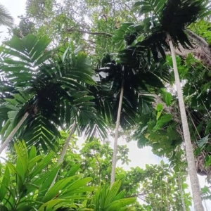 David Parker Areca macrocalyx