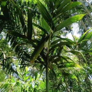 David Parker Areca multifida