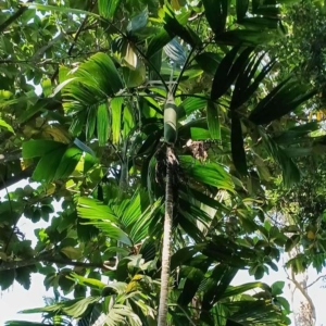 David Parker Areca novohibernica 1