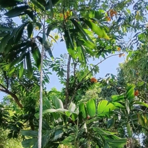 David Parker Areca novohibernica 2