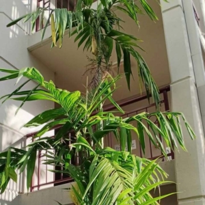 David Parker Areca triandra