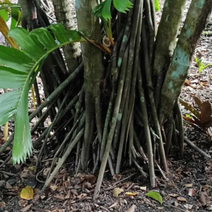 David Parker Areca vestiaria orange 2 stilt roots