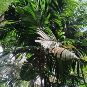 David Parker Areca vestiaria orange 2