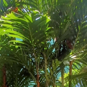 David Parker Areca vestiaria - orange